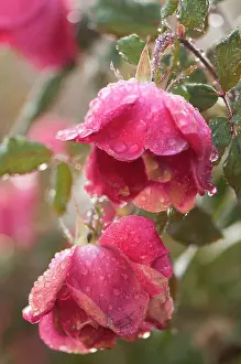Unhappy: Rose