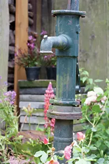 Pump: Rose