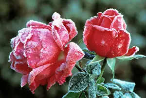 Unhappy: Rose