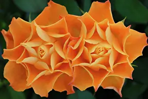 Deluxe: Rose