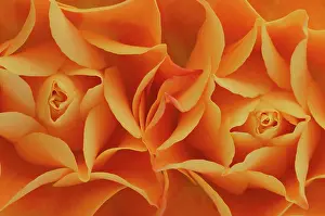 Deluxe: Rose
