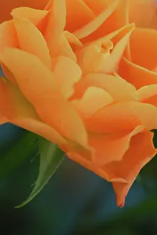 Geometrical: Rose