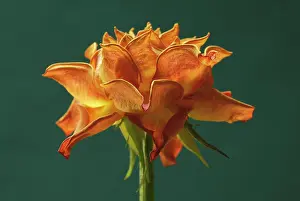 Optimism: Rose