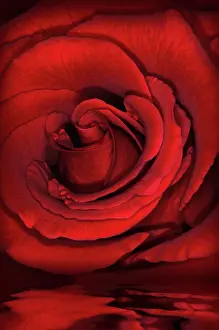 Deluxe: Rose
