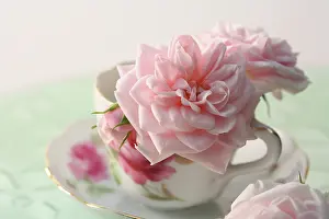 Deluxe: Rose