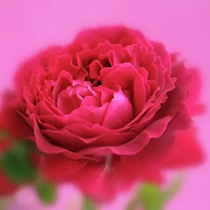Deluxe: Rose