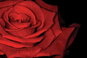 Deluxe: Rose