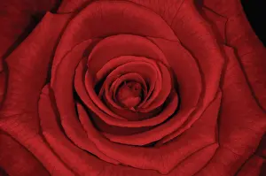 Deluxe: Rose