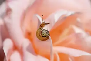 Poise: Rose
