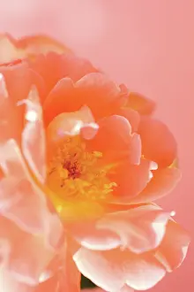 Prime: Rose