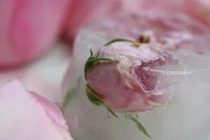 Marriage: Rose