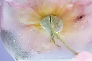 Marriage: Rose
