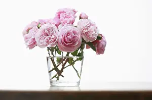 Prime: Rose