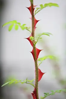 Shoots: Rose