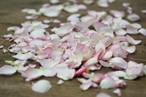 Minimal: Rose