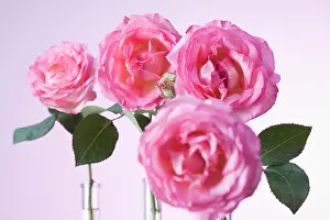 Prime: Rose