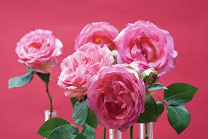 Prime: Rose