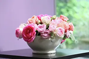 Prime: Rose