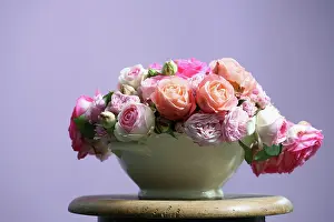 Prime: Rose