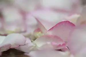 Marriage: Rose