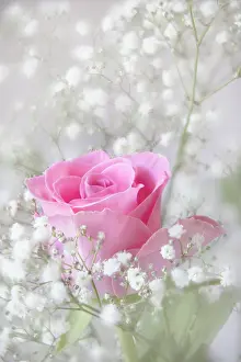 Marriage: Rose