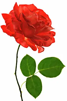Blown: Rose