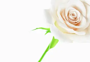 Exquisite: Rose