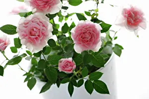 Angled: Rose