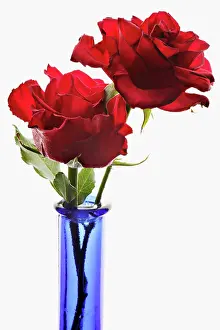 Anniversary: Rose