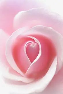 Nurturing: Rose