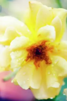 Raindrops: Rose