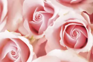 Opulent: Rose