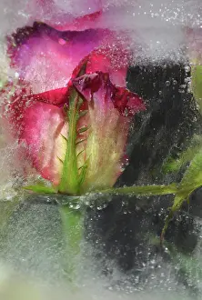 Iced: Rose