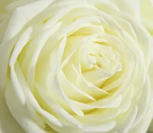 Blown: Rose