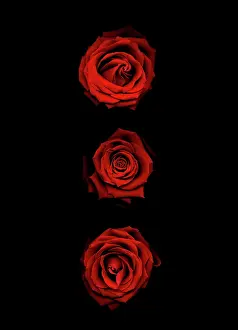 Opulent: Rose
