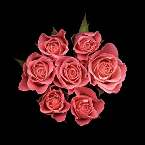 Organized: Rose