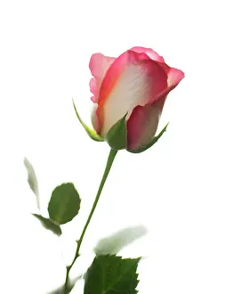 Anniversary: Rose