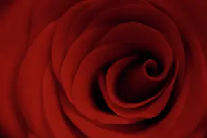 Fabulous: Rose