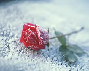 Unhappy: Rose