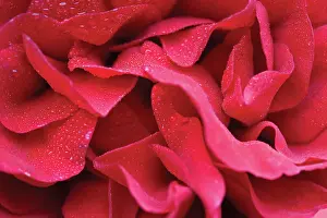 Anniversary: Rose
