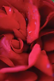 Erotic: Rose