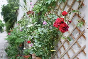 Courtyard: Rose