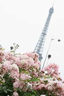 Blended: Rose