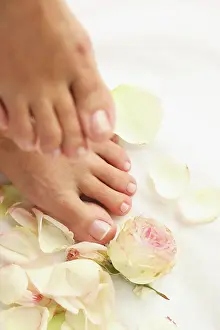 Indulgence: Rose