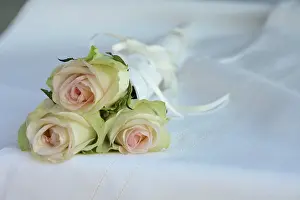 Triple: Rose