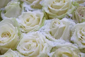 Marriage: Rose
