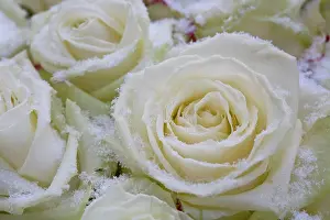 Marriage: Rose