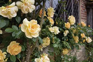 Connecting: Rose