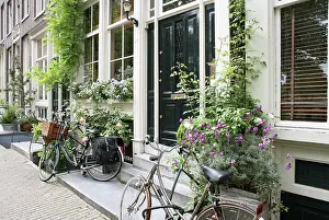 Bicycle: Rose