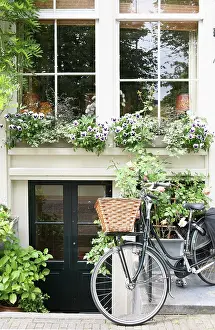 Bicycle: Rose